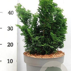 Chamaecyparis o. 'Nana Gracilis' 25-30 cm 5,0L