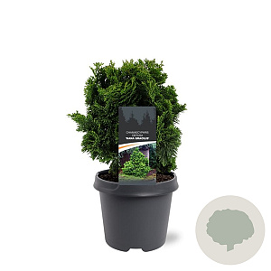 Chamaecyparis o. 'Nana Gracilis' 25-30 cm 5,0L