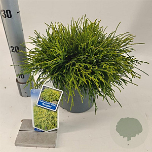 Chamaecyparis p. 'Sungold' 20-25 cm 3,0L
