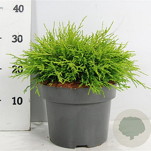 Chamaecyparis p. 'Sungold' 30-40 cm 5,0L