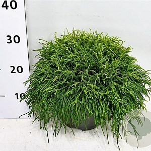Chamaecyparis p. 'Sungold' 30-40 cm 5,0L