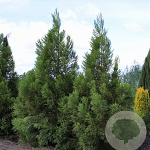 Cryptomeria j. 'Kitayama' 80-100 cm 5,0L