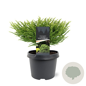 Cryptomeria j. 'Little Champion' 25-30 cm 3,5L