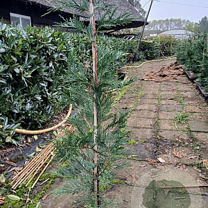 Cupressocyparis leylandii 60-80 cm 3,0L