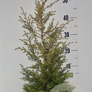 Juniperus comm. 'Gold Cone' 40-50 cm 5,0L