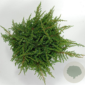 Juniperus comm. 'Green Carpet' 40-50 cm 5,0L