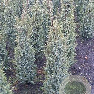 Juniperus comm. 'Hibernica' 60-80 cm met kluit
