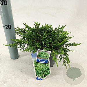 Juniperus comm. 'Repanda' 20-25 cm 3,0L