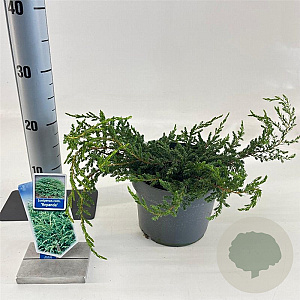 Juniperus comm. 'Repanda' 20-25 cm 3,0L