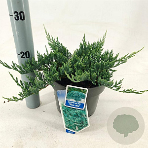 Juniperus h. 'Blue Chip' 20-25 cm 3,0L