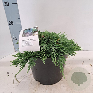 Juniperus h. 'Pancake' 25-30 cm 3,0L