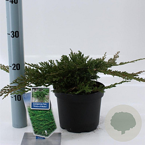 Juniperus h. 'Prince of Wales' 20-25 cm 3,0L