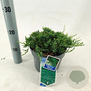 Juniperus h. 'Wiltonii' 20-25 cm 3,0L
