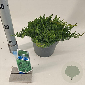 Juniperus procumbens 'Nana' 20-25 cm 3,0L