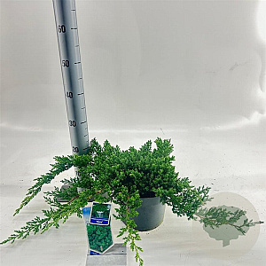 Juniperus procumbens 'Nana' 20-25 cm 3,0L