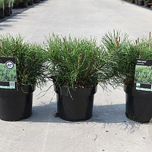 Pinus mugo pumilio 25-30 cm 3,0L