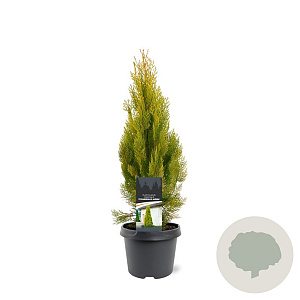 Platycladus or. 'Pyramidalis Aurea' 40-50 cm 3,0L