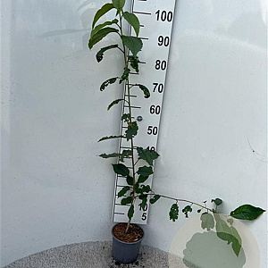Prunus avium 100-125 cm 2,0L