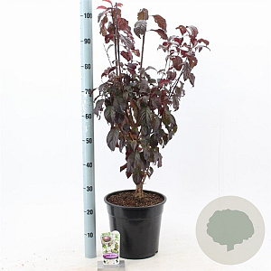 Prunus cer. Crimson Pointe 100-120 cm 10L