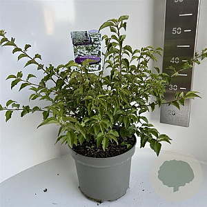 Prunus incisa 'Midori-zakura' 30-40 cm 5,0L