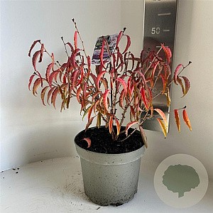 Prunus incisa 'Oshidori' 30-40 cm 5,0L