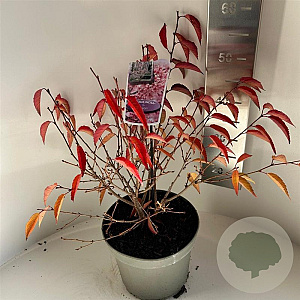 Prunus incisa 'Paean' 30-40 cm 5,0L