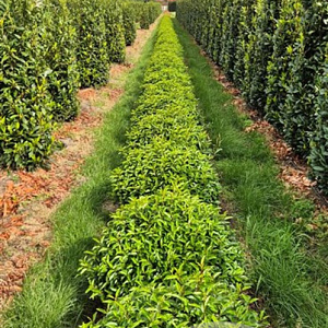 Prunus l. 'Angustifolia' 80 cm draadkluit bol