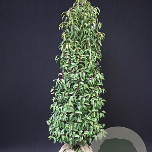 Prunus l. 'Angustifolia' 180-200 cm met kluit extra