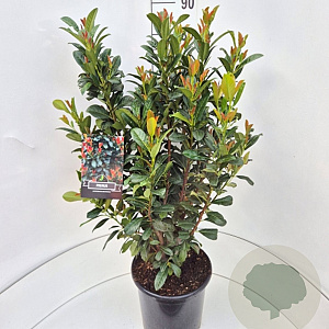 Prunus l. Bonaparte 80-100 cm 10L