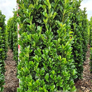 Prunus l. Bonaparte 200-225 cm draadkluit extra