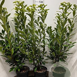 Prunus l. 'Caucasica' 100-125 cm 7,5L solitair
