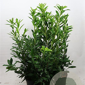 Prunus l. 'Caucasica' 100-125 cm 7,5L solitair