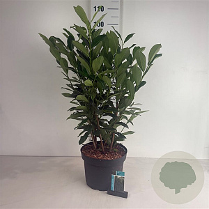 Prunus l. Elly 80-100 cm 10L