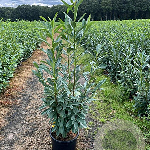Prunus l. Elly 125-150 cm 15L
