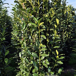 Prunus l. Elly 200-225 cm draadkluit extra