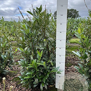 Prunus l. 'Herbergii' 80-100 cm met kluit
