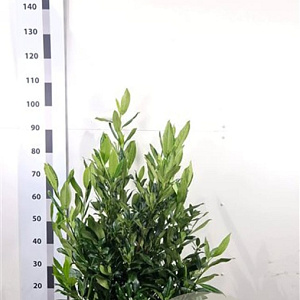 Prunus l. 'Herbergii' 80-100 cm met kluit