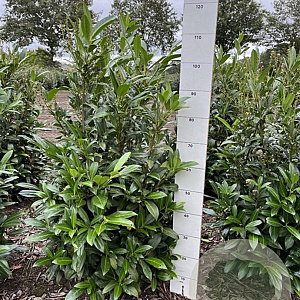 Prunus l. 'Herbergii' 80-100 cm met kluit