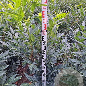 Prunus l. 'Herbergii' 125-150 cm met kluit