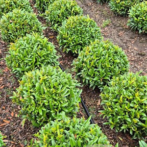 Prunus l. Sofia 30-35 cm met kluit bol