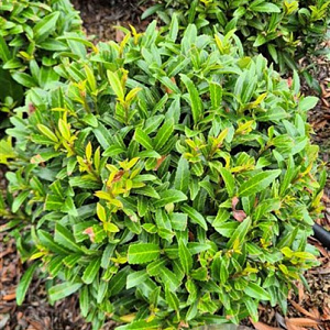 Prunus l. Sofia 30-35 cm met kluit bol