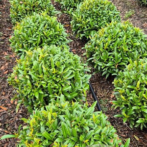 Prunus l. Sofia 30-35 cm met kluit bol