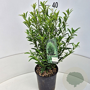 Prunus l. Sofia 30-40 cm 4,0L
