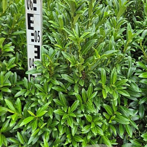 Prunus l. Sofia 50-60 cm met kluit