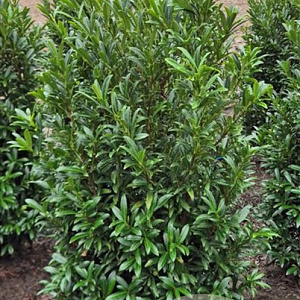 Prunus l. Sofia 100-120 cm met kluit extra