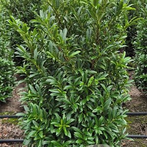 Prunus l. Sofia 100-120 cm met kluit extra