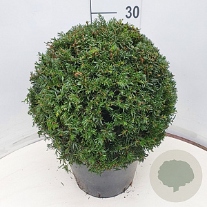 Taxus baccata 40 cm 12L bol
