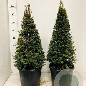 Taxus baccata 60-70 cm 10L kegel