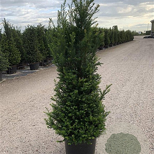 Taxus baccata 100-125 cm 20L