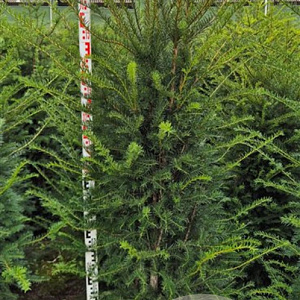 Taxus baccata 160-180 cm met kluit